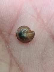 Perforatella bidentata