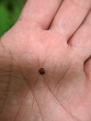 Perforatella bidentata