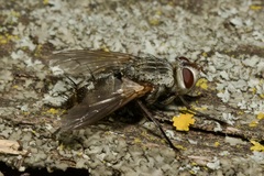 Microphthalma europaea