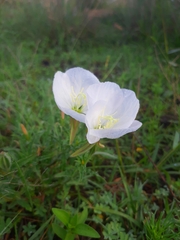 Oenothera tetraptera