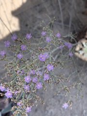 Limonium supinum