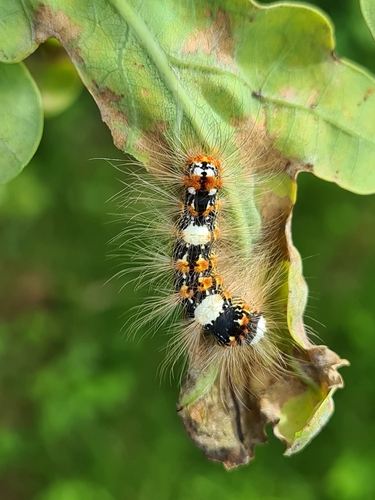 Scarce Merveille du Jour
