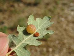 Cynips quercus