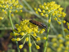 Ozodiceromyia nigrimana
