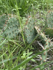 Opuntia cymochila