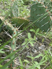 Opuntia cymochila