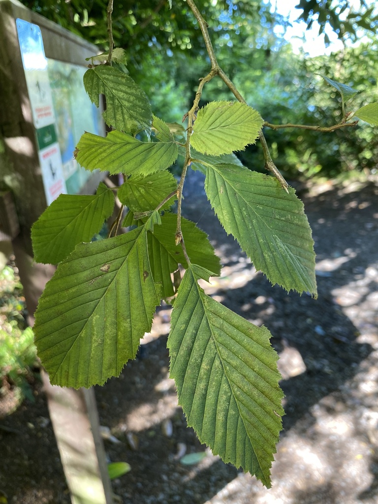 birch family from Cong - Pigeon Loop, Clonbur, Co. Galway, IE on August ...