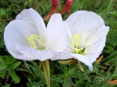 Oenothera tetraptera