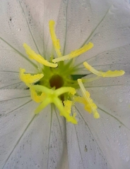 Oenothera tetraptera