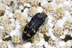 Acmaeoderella mimonti