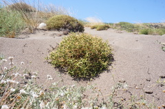Sarcopoterium spinosum