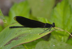Euphaea masoni
