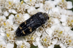 Acmaeoderella mimonti