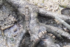 Periophthalmus variabilis