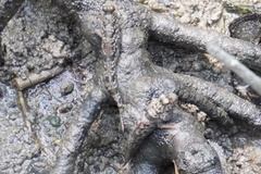 Periophthalmus variabilis