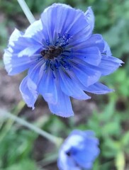 Cichorium pumilum