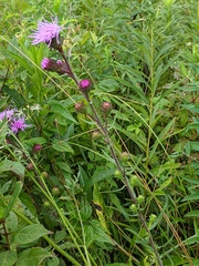 Liatris scariosa