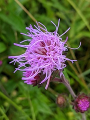 Liatris scariosa