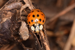 Harmonia axyridis