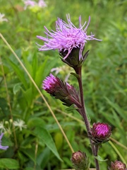 Liatris scariosa