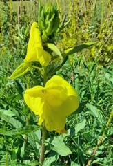 Oenothera × fallax