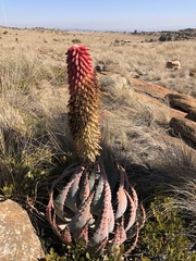 Aloe peglerae