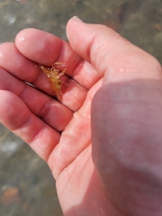 Leander tenuicornis