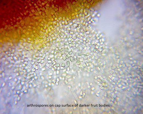 Cystoderma clastotrichum image