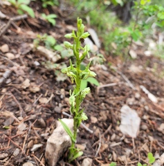Platanthera brevifolia