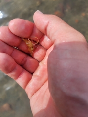 Leander tenuicornis