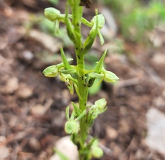 Platanthera brevifolia
