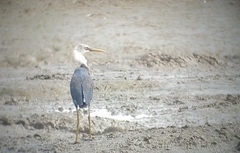 Egretta picata