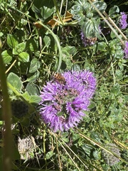 Monardella purpurea