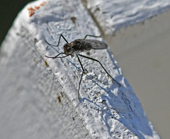 Hydrophorus bipunctatus