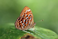 Taxila haquinus