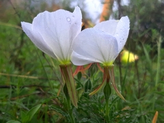 Oenothera tetraptera