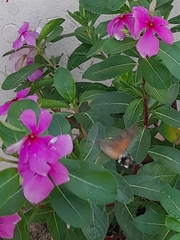 Macroglossum stellatarum