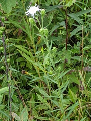 Liatris scariosa