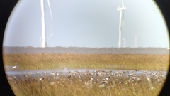 Haematopus ostralegus