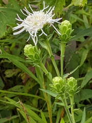 Liatris scariosa