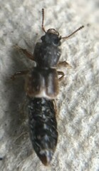 Bledius bicornis
