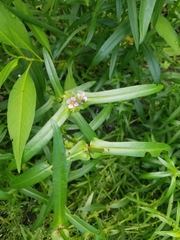 Ammannia robusta