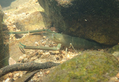 Macrobrachium formosense