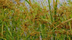 Cyperus imbricatus