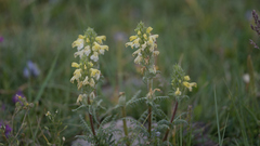 Pedicularis ludwigii