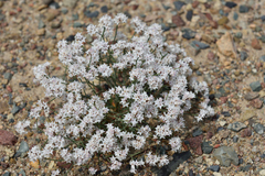 Limonium hoeltzeri