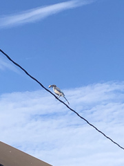 Aphelocoma californica