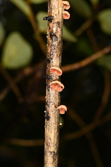 Anthracophyllum