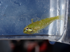 Clinocottus acuticeps