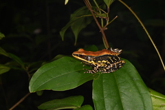 Hydrophylax bahuvistara